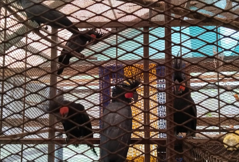 Kakatua Raja