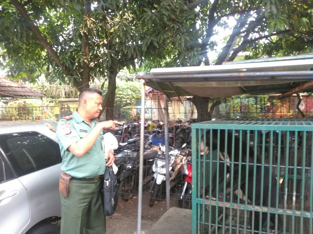 petugas tegal alur melakukan evakuasi beruang madu di samsat