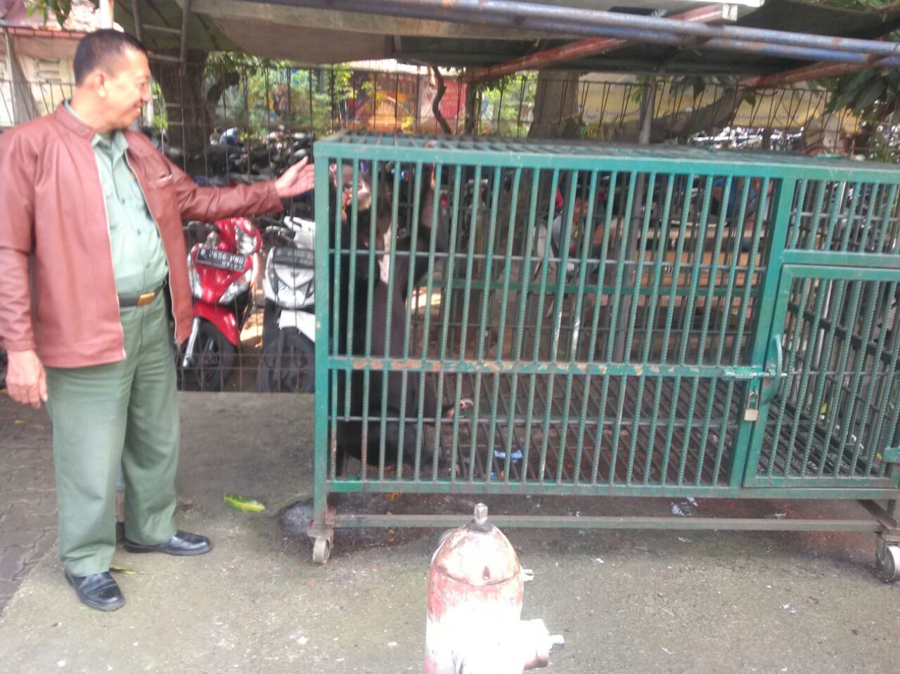 petugas tegal alur melakukan evakuasi beruang madu di samsat
