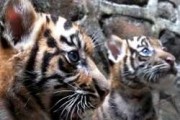 harimau-sumatera050709-1