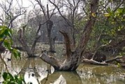 hutan-bakau